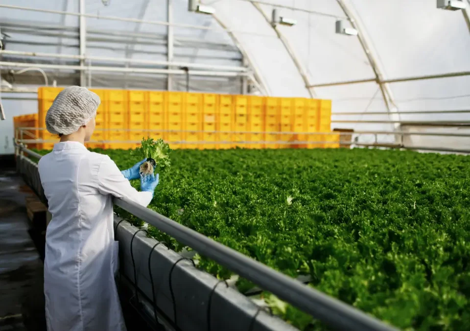 cold storage plant for preventing food spoilage and maintaining food quality